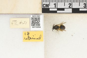 Media type: image;   Entomology 770956 Aspect: Labels
